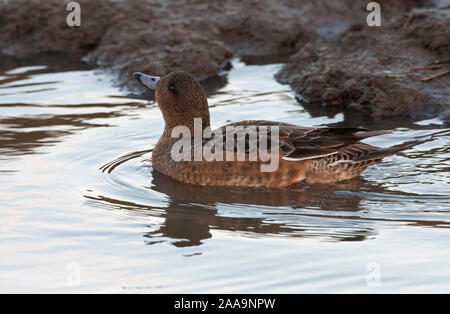 Siffleur, l'Anas penelope, seule femelle adulte natation. Prises de janvier. Le CLAJ, Norfolk, Royaume-Uni. Banque D'Images