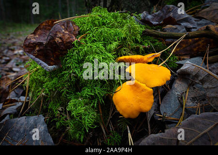 Sur un croissant chanterelles mossy tree stump Banque D'Images