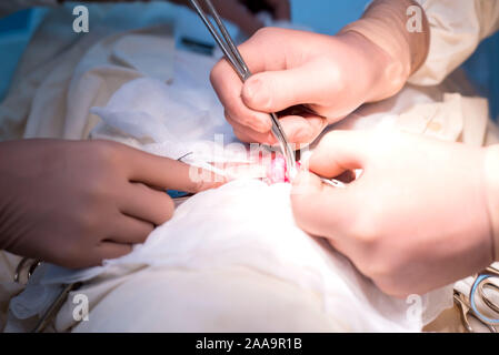 Mains d'un chirurgien pédiatrique close-up, en utilisant l'outil pour séparer les éléments de l'cordon spermatique. Salle d'opération stérile, urologie pédiatrique Banque D'Images