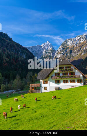 Une scène alpine dans Rabanov avec Kot automne feuillage couleur dans la vallée de Logar, la Slovénie, l'Europe. Banque D'Images