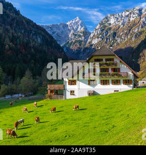 Une scène alpine dans Rabanov avec Kot automne feuillage couleur dans la vallée de Logar, la Slovénie, l'Europe. Banque D'Images