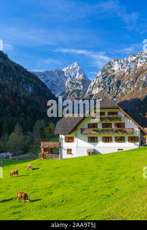 Une scène alpine dans Rabanov avec Kot automne feuillage couleur dans la vallée de Logar, la Slovénie, l'Europe. Banque D'Images