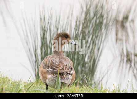 Siffleur, l'Anas penelope, seule femelle adulte debout à bord de l'eau. Slimbridge, Gloucestershire, Royaume-Uni. Banque D'Images