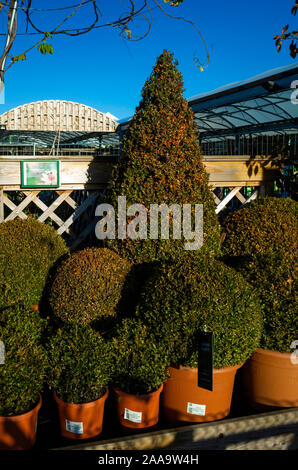 Buxus fort en pot PLANTES fonction buissons à vendre dans un centre jardin Yorkshire Banque D'Images