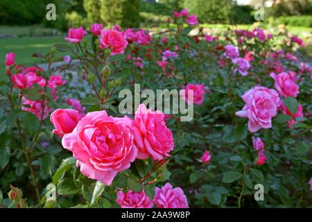 De nombreuses roses fleuri rose en face d'une forêt, dans le jardin ou le parc. Banque D'Images