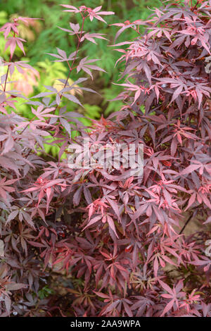 Fächer-Ahorn (Acer palmatum 'Skeeter's Broom') Banque D'Images