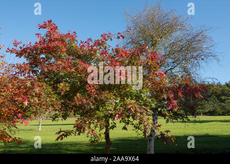 Des feuilles d'automne ou le chêne des marais Chêne espagnol (Quercus palustris) dans un jardin boisé Banque D'Images