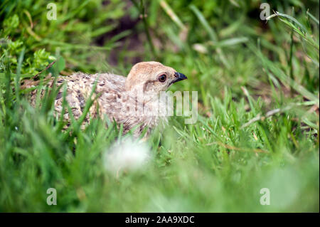 Lagopède des saules pour mineurs ( Lagopus lagopus scotica) à se cacher dans les sous-bois, assis parmi l'herbe. Banque D'Images