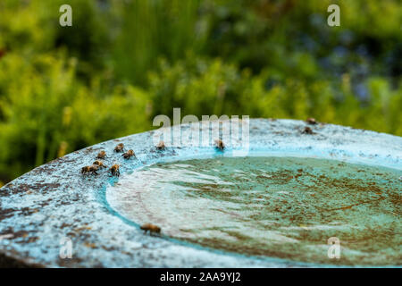 Les abeilles sont l'eau potable à lunettes dans un jardin de fleurs vert et jaune sur midi. Arrière-plan flou, high angle view et close up. Banque D'Images