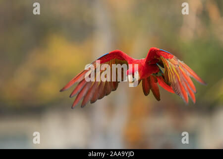 Flying red parrot tropicales. Ara rouge dans l'air. Banque D'Images