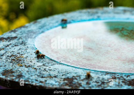 Les abeilles sont l'eau potable à lunettes dans un jardin de fleurs vert et jaune sur midi. Arrière-plan flou, high angle view et close up. Banque D'Images