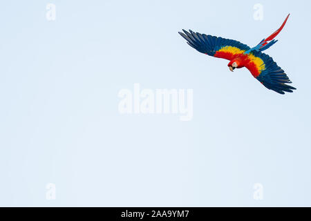 Flying parrot tropicales isolées avec copie espace. Ara rouge sur le ciel Banque D'Images