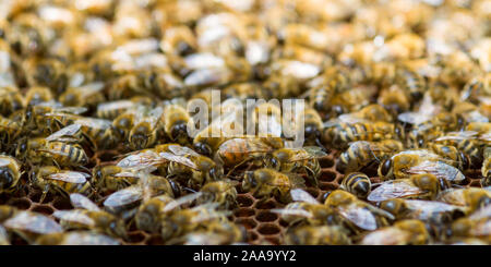 Close-up d'une ruche avec des abeilles de l'essaim d'abeilles autour du flocage Banque D'Images