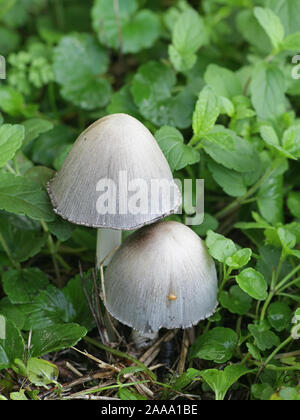 Coprinopsis atramentaria, connu sous le nom de cap d'encre commun, inky pac ou tippler's bane, champignons sauvages comestibles provenant de la Finlande Banque D'Images