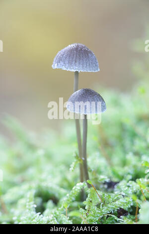 Mycena erubescens, connu sous le nom de mycena amer, poussant sur le tronc Mossy Oak en Finlande Banque D'Images