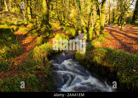 Golitha Woods sur le bord de Bodmin Moor dans East Cornwall Banque D'Images