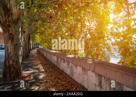 Sycomore alley le long de la digue de la Rivière Tibre. Rome, Italie Banque D'Images