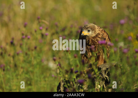 Cerf-volant rouge entourée de fleurs Banque D'Images