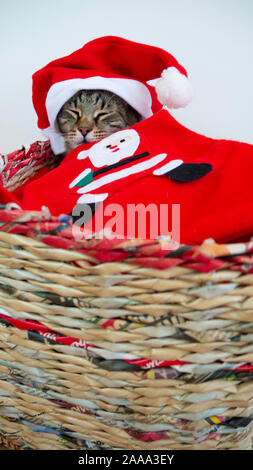 Un chat fatigué s'est endormi dans son lit avant minuit pour le Nouvel An. Banque D'Images