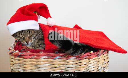 Chat dormant dans un panier habillé de Père Noël avec un chapeau rouge et caché dans une couverture rouge. Banque D'Images