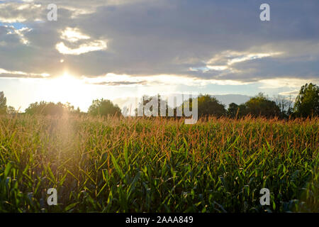 Coucher du soleil dans un champ de maïs Banque D'Images
