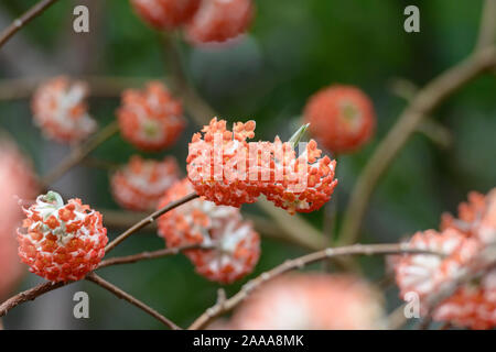 Papierbusch (Edgeworthia chrysantha Japanischer 'Akebono') Banque D'Images