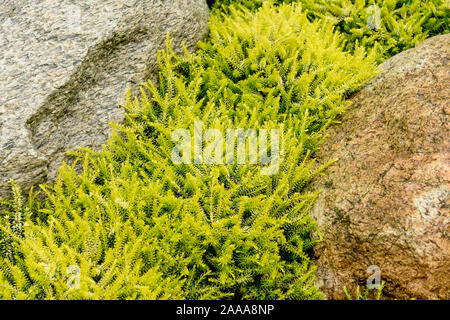 Schnee-Heide (Erica carnea 'Golden Starlet') Banque D'Images