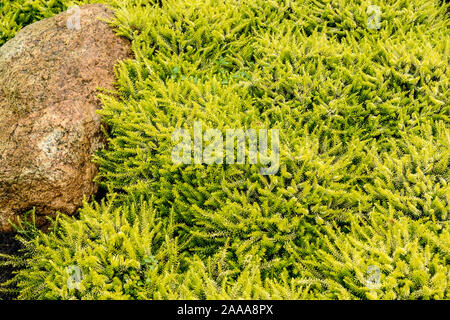 Schnee-Heide (Erica carnea 'Golden Starlet') Banque D'Images