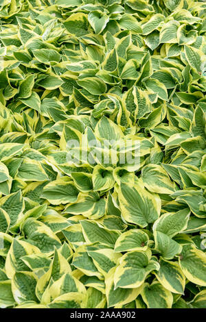 Funkie (Hosta 'Wide Brim') Banque D'Images