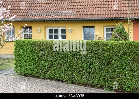 Rainweide (Ligustrum vulgare 'Atrovirens') Banque D'Images