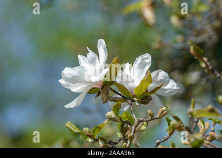 Löbners Magnolie (Magnolia × loebneri 'Merrill') Banque D'Images