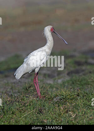 Spatule d'Afrique debout Banque D'Images