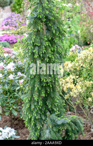 Fichte (Picea omorika Serbische 'Pendula Bruns') Banque D'Images