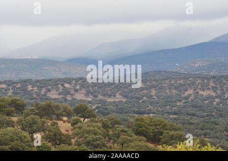 Forêt de chênes ouvert (dehesas) à Azuel, Sierra Morena (Andalousie, Sud de l'Espagne) Banque D'Images