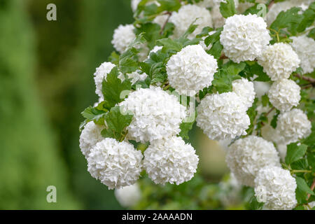 La société Schneeball (Viburnum opulus 'Roseum') Banque D'Images