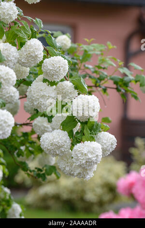 La société Schneeball (Viburnum opulus 'Roseum') Banque D'Images