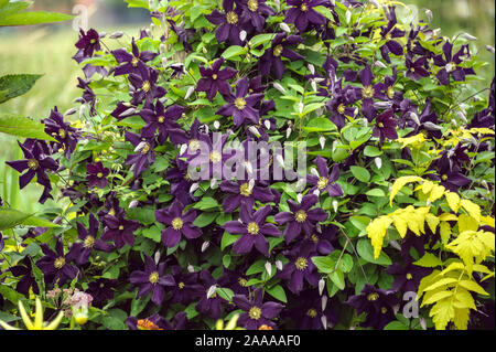 Waldrebe (Clematis 'EDEN'), (Rubus cockburnianus 'Wyego' GOLDEN VALE) Banque D'Images