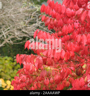 Flügel-Spindelstrauch (Euonymus alatus 'Compactus') Banque D'Images