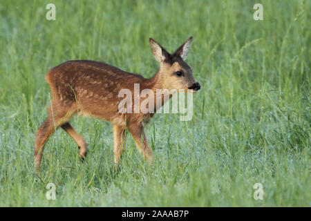 Reh auf Wiese am Niederrhein Banque D'Images