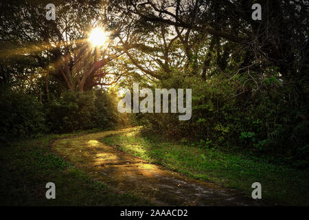 Le soleil brille à travers les arbres, sur un chemin en Kanonzaki Park près de Yokosuka, Japon. Banque D'Images