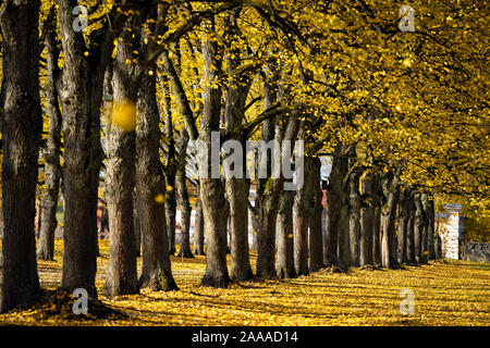 Linden avenue merveilleux dans un ancien hôtel particulier le long d'une journée d'octobre. Les feuilles jaunes des arbres tombent. Banque D'Images