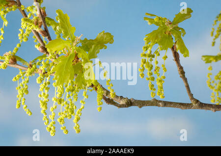 Chêne, blossom / (Quercus robur) | Sommereiche, Bluete / (Quercus robur) / , le chêne pédonculé (Quercus robur / blossom) / Sommereiche / freist Bluete der Banque D'Images