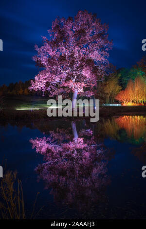 News : RHS Gardens Glow Harlow Carr 2019 Événement, Harrogate, Royaume-Uni. 20 novembre, 2019. Nuit du Sentier lumineux aperçu autour du jardin, les faits saillants, Harrogate, North Yorkshire, UK. Événement ouvre au public le 21 novembre 2019. Credit : pris la photographie lumière/Alamy Live News. Banque D'Images