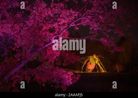 News : RHS Gardens Glow Harlow Carr 2019 Événement, Harrogate, Royaume-Uni. 20 novembre, 2019. Nuit du Sentier lumineux aperçu autour du jardin, les faits saillants, Harrogate, North Yorkshire, UK. Événement ouvre au public le 21 novembre 2019. Credit : pris la photographie lumière/Alamy Live News. Banque D'Images