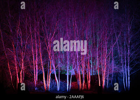 News : RHS Gardens Glow Harlow Carr 2019 Événement, Harrogate, Royaume-Uni. 20 novembre, 2019. Nuit du Sentier lumineux aperçu autour du jardin, les faits saillants, Harrogate, North Yorkshire, UK. Événement ouvre au public le 21 novembre 2019. Credit : pris la photographie lumière/Alamy Live News. Banque D'Images