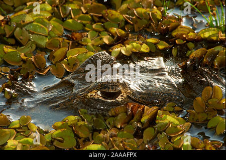 Close up de Caiman yacare (Caiman yacare), Araras Ecolodge, Mato Grosso, Brésil Banque D'Images