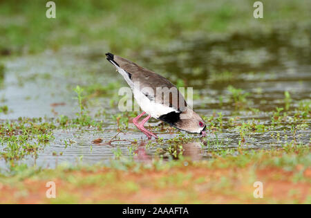 Le sud de sociable (vanellus chilensis), Araras Ecolodge, Mato Grosso, Brésil Banque D'Images