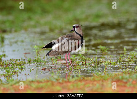 Le sud de sociable (vanellus chilensis), Araras Ecolodge, Mato Grosso, Brésil Banque D'Images