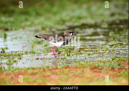 Le sud de sociable (vanellus chilensis), Araras Ecolodge, Mato Grosso, Brésil Banque D'Images