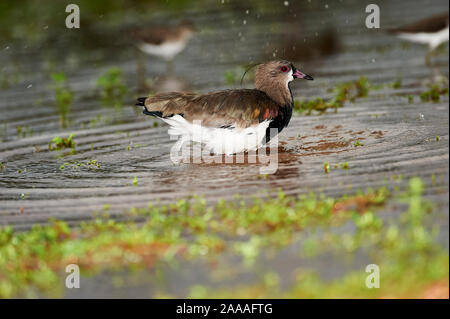 Le sud de sociable (vanellus chilensis), Araras Ecolodge, Mato Grosso, Brésil Banque D'Images